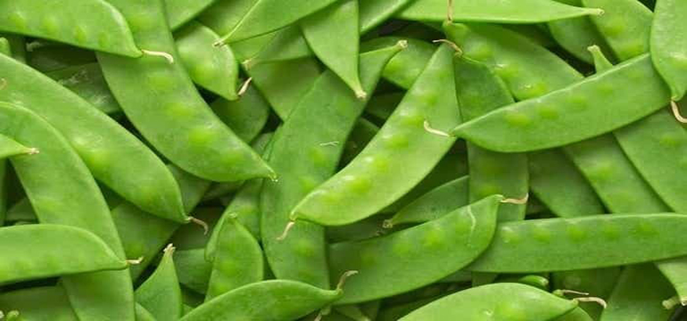 Ini 4 khasiat Kacang Kapri bagi Kesehatan Anak yang Enak Dimasak