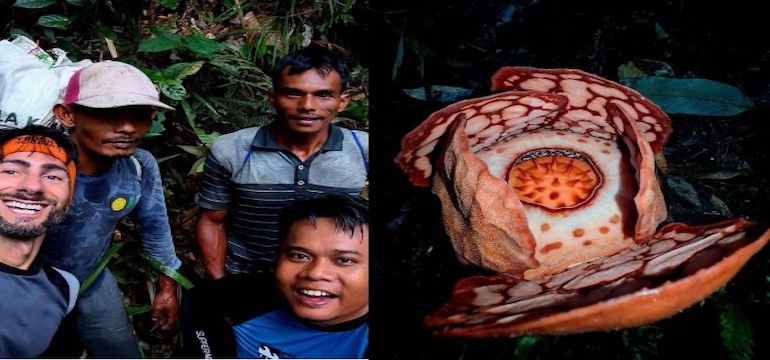 Baswedan Mendesak Oxford Akui Ilmuwan Indonesia di Temuan Rafflesia hasseltii