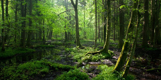 Masa Depan Kehutanan Indonesia: Peran Fakultas Kehutanan Universitas Mulawarman dalam Mempersiapkan Ahli Hutan